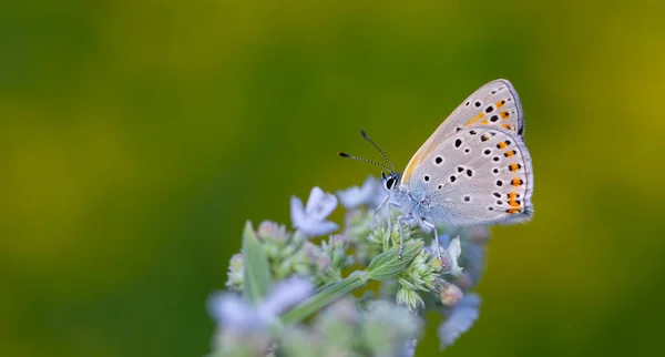 Прекрасная Бабочка Красными Крыльями Lycaena Kurdistanica — стоковое фото