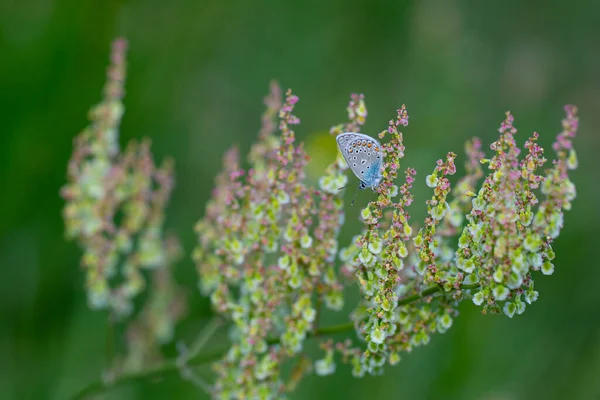 Mariposa Azul Flores — Foto de Stock