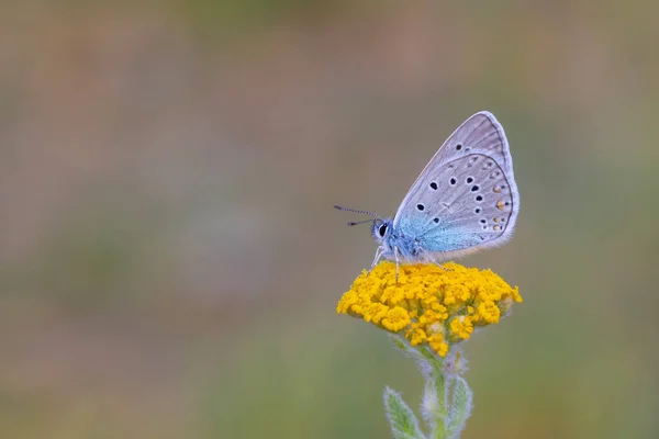 Блакитна Метелик Жовтій Траві Поширений Синій Поліомматус Icarus — стокове фото