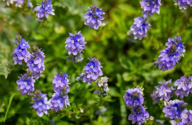 Veronica Teucrium yazın tarlada çiçek verir. Bir sürü mor çiçek açan bitki..