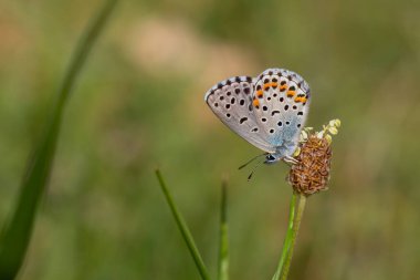 Mavi kelebek kuru çimlerde, Bavius Blue, Rubrapterus bavius