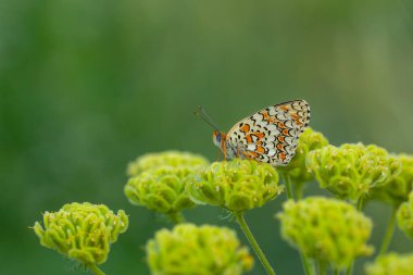 Büyük kelebek yeşil çimlerde, Knapweed Fritillary, Melitaea phoebe