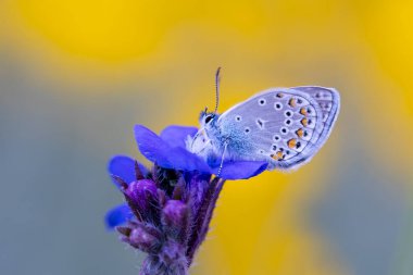 blue little butterfly on blue flower, Turkmenistan Zephyr Blue, Plebejus zephyrinus
