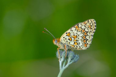 Büyük kelebek yeşil çimlerde, Knapweed Fritillary, Melitaea phoebe