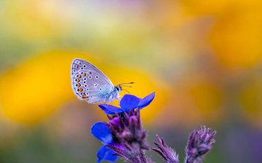 blue little butterfly on blue flower, Turkmenistan Zephyr Blue, Plebejus zephyrinus