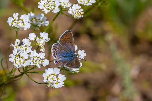 Petit Papillon Nourrissant Fleurs Blanches Argus Bleu Anatolie Polyommatus Crassipunctus — Photo