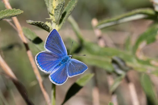butterfly with gorgeous blue wings