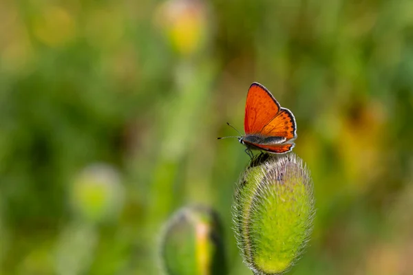 Wonderful Butterfly Red Wings Lycaena Kurdistanica — Stock Photo, Image