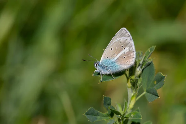 Minuscule Papillon Bleu Sur Fleur Violette Agro Papillon — Photo