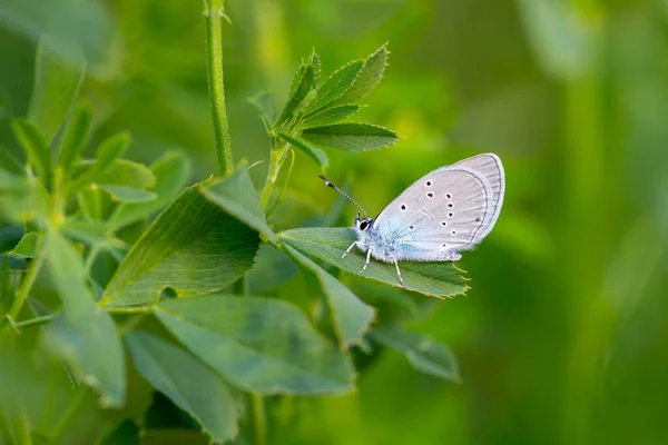 Tiny Blue Butterfly Leaf Staudinger Blue Cupido Staudingeri — Stock Photo, Image