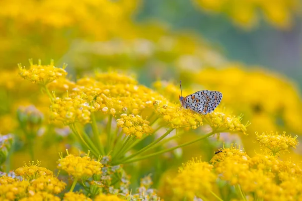 Duży Motyl Żółtym Kwiatku Freyers Fritillary Melitaea Arduinna — Zdjęcie stockowe
