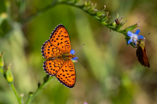 Büyük turuncu kelebek, Mofidis fritillary, Brenthis mofidii