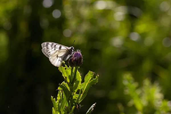 white butterfly on purple flower, Clouded Apollo, Parnassius mnemosyne