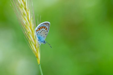yeşil arka plan ve mavi küçük kelebek