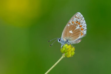 Çiçek üzerindeki mavi kelebek, Adonis Blue, Polyommatus bellargus