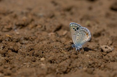 Küçük mavi kelebek yerden mineral topluyor. Mavi nokta, Turanana endymion.