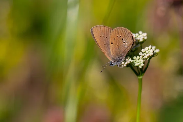 Papillon Brun Sur Fleur Blanche Grand Bleu Crépusculaire Phengaris Nausithous — Photo