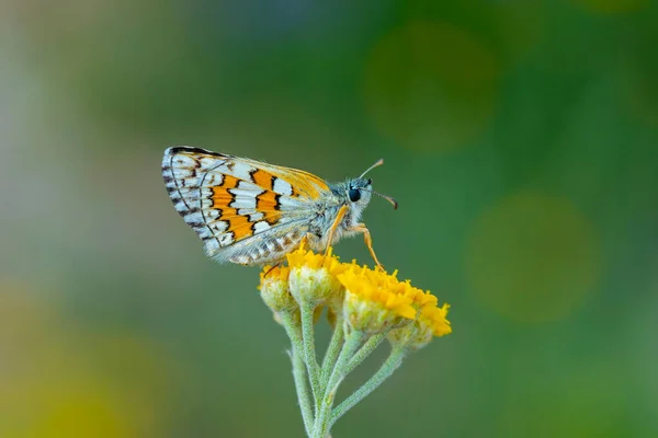 butterfly in yellow colors on yellow flower, Yellow-banded Skipper, Pyrgus sidae
