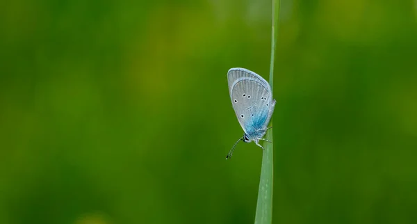 Minúscula Mariposa Azul Sobre Hoja Verde Osiris Blue Cupido Osiris — Foto de Stock