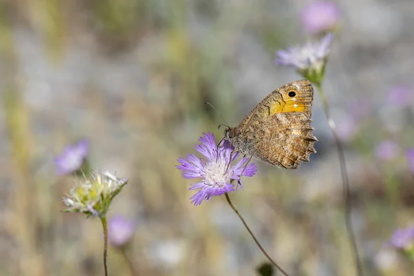 Mor Çiçeklerle Beslenen Büyük Kelebek — Stok fotoğraf