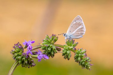Mor çiçekte küçük mavi kelebek, tarımsal kelebek