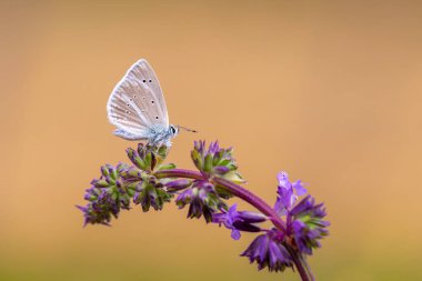 Mor çiçekte küçük mavi kelebek, tarımsal kelebek