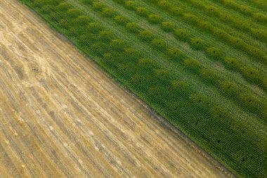 Lavanta ve buğday tarlaları, Konya, Türkiye
