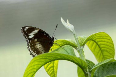 Konya ilinin Seluk ilçesinin kelebek parkında kelebekler uçuşuyor.