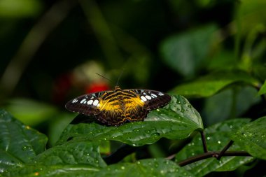 Konya ilinin Seluk ilçesinin kelebek parkında kelebekler uçuşuyor.