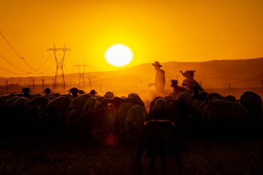 Van, Türkiye, 03 Ağustos 2023: Günbatımında koyun ve çoban sürüsü