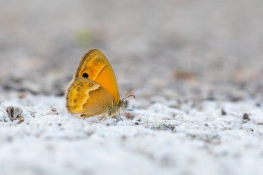 Küçük turuncu kelebek, Saadi 's Heath, Coenonympha saadi