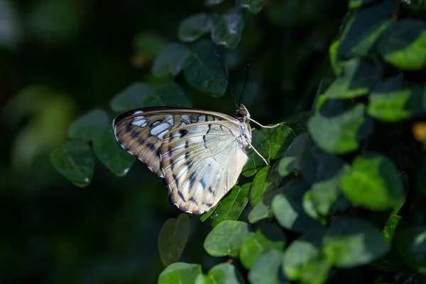 Πεταλούδες Στο Πάρκο Πεταλούδων Της Περιφέρειας Seluk Επαρχία Konya — Φωτογραφία Αρχείου
