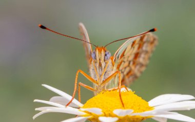 Papatyada büyük kelebek, Niobe Fritillary, Argynnis niobe