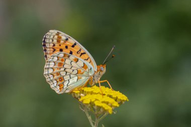 Sarı çiçekte büyük kelebek, Niobe Fritillary, Argynnis niobe