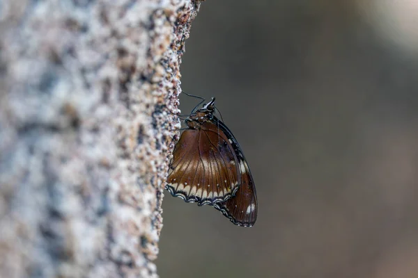 Mariposas Parque Mariposas Del Distrito Seluk Provincia Konya — Foto de Stock