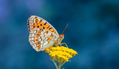 Sarı çiçekte büyük kelebek, Niobe Fritillary, Argynnis niobe