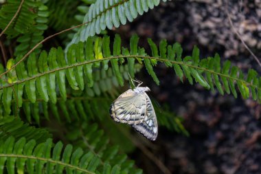 Konya ilinin Seluk ilçesinin kelebek parkında kelebekler uçuşuyor.