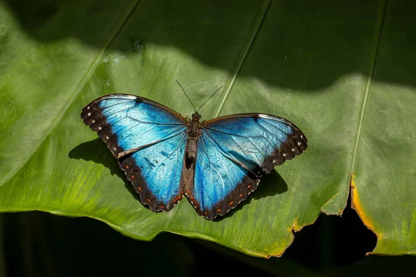 Konya ilinin Seluk ilçesinin kelebek parkında kelebekler uçuşuyor.