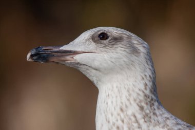 Harika gözleri olan harika bir martının portresi.