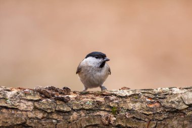 very tiny delicate bird on a single branch, Marsh Tit, Poecile palustris