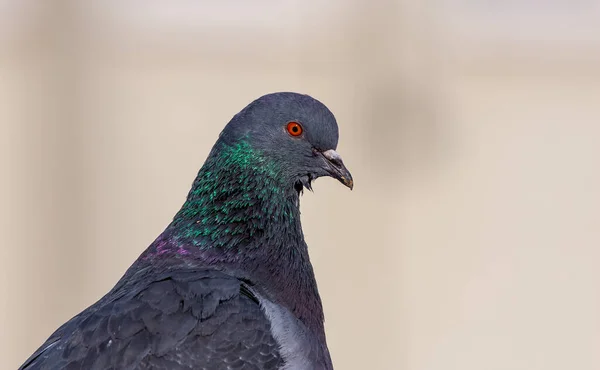 Portrait Pigeon Roche Regardant Curieusement — Photo