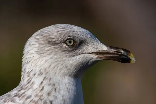 Portrait Amazing Seagull Beautiful Eyes — Stock Photo, Image