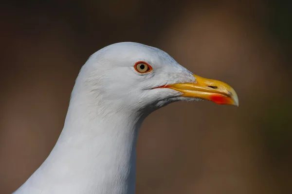 Potret Seekor Burung Camar Menakjubkan Dengan Mata Yang Indah — Stok Foto