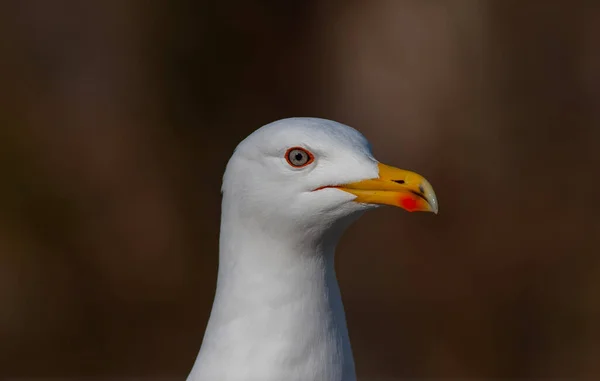 Potret Seekor Burung Camar Menakjubkan Dengan Mata Yang Indah — Stok Foto
