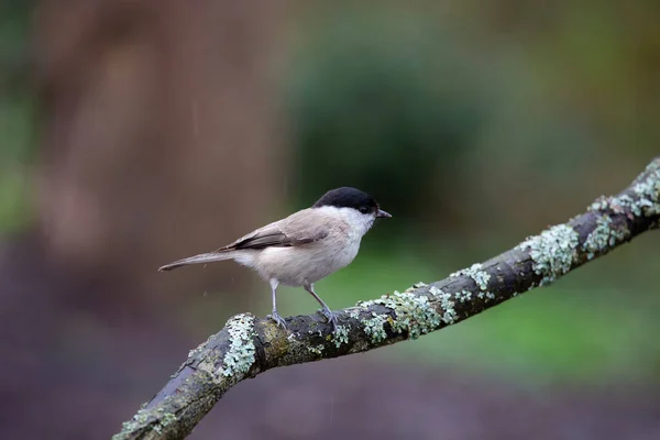 Very Tiny Delicate Bird Single Branch Marsh Tit Poecile Palustris — Fotografia de Stock