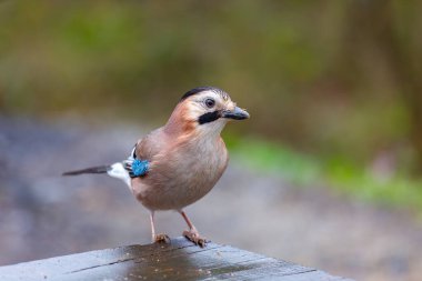 Renkli kül renkli büyük karga, Alakarga, Avrasyalı Jay, Garrulus glandarius