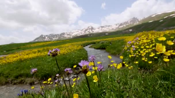 Berelan Hochebene Verschneite Berglandschaft Und Blühender Boden Hakkari Türkei — Stockvideo