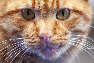 Sıcak bir ışıkta sarı gözlü kırmızı bir kedinin portresi. kedi burnu, bıyık ve gözler