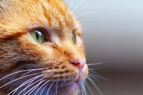 Retrato Gato Rojo Con Ojos Amarillos Una Luz Cálida Nariz —  Fotos de Stock