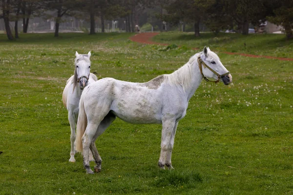 Две Белые Лошади Туманном Лесу Болу Турция — стоковое фото